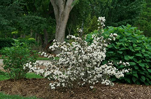 Proven Winners 1 Gallon, Wine & Spirits Reblooming (Weigela), Live Plant, Shrub, White Flowers (WEIPRC1136101) | The Storepaperoomates Retail Market - Fast Affordable Shopping