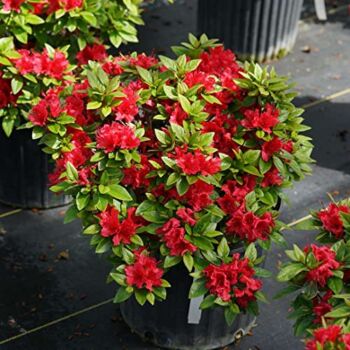 Perfecto Mundo® Red – Azalea- reblooming – Proven Winners – 4″ Pot | The Storepaperoomates Retail Market - Fast Affordable Shopping