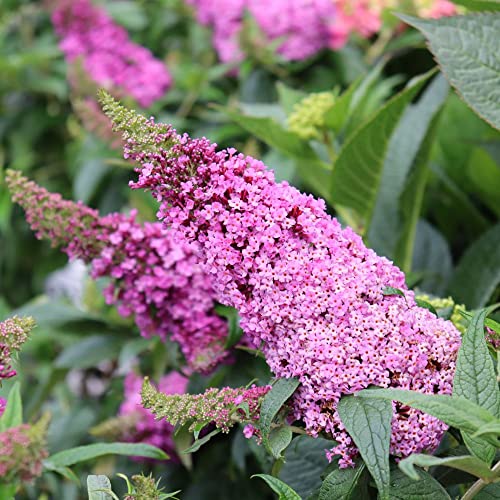 Proven Winner 2g PW Buddleia Pugster Pinker | The Storepaperoomates Retail Market - Fast Affordable Shopping