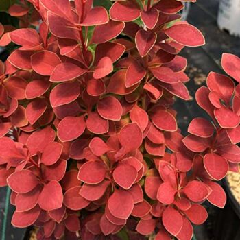 SUNJOY Orange Pillar™ – Barberry – Proven Winners – 4″ Pots | The Storepaperoomates Retail Market - Fast Affordable Shopping