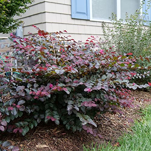 Proven Winner 2g PW Loropetalum Jazz Hands Pink, Cool Purple Foliage | The Storepaperoomates Retail Market - Fast Affordable Shopping