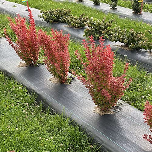 SUNJOY Orange Pillar™ – Barberry – Proven Winners – 4″ Pots | The Storepaperoomates Retail Market - Fast Affordable Shopping
