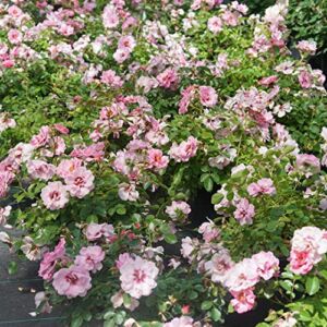 Ringo® Double Pink Landscape Rose – Proven Winners – 4″ Pot