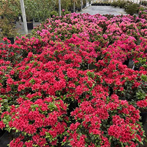 Perfecto Mundo® Red – Azalea- reblooming – Proven Winners – 4″ Pot | The Storepaperoomates Retail Market - Fast Affordable Shopping