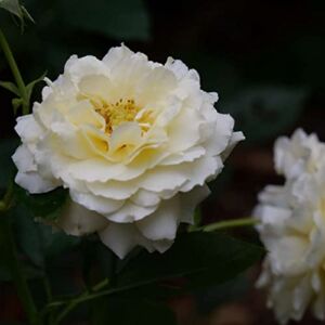 1 Gallon, Reminiscent™ Crema Rose (Rosa), Live Plant, Shrub, White Flowers
