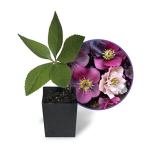 Lenten Rose Live Plants, One Hellebore Plant in 2 Inch Pot, Winter-Blooming & Perennial Flower Plants, Assorted Colors, 1 Live Plant – Smoke Camp Crafts