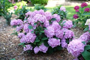 Proven Winners 1 Gallon, Let’s Dance Sky View Reblooming Hydrangea (Macrophylla), Live Plant, Shrub, Blue or Pink Flower, Multi-Color (HYDPRC2566101)