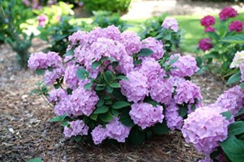 Proven Winners 1 Gallon, Let’s Dance Sky View Reblooming Hydrangea (Macrophylla), Live Plant, Shrub, Blue or Pink Flower, Multi-Color (HYDPRC2566101) | The Storepaperoomates Retail Market - Fast Affordable Shopping
