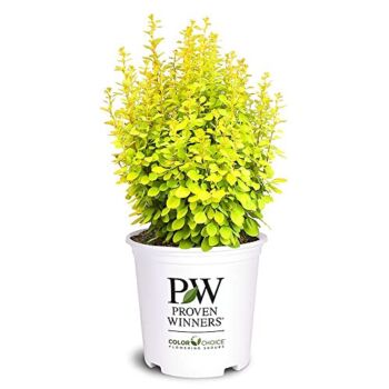 2 Gallon Proven Winners Gold Pillar Barberry | The Storepaperoomates Retail Market - Fast Affordable Shopping