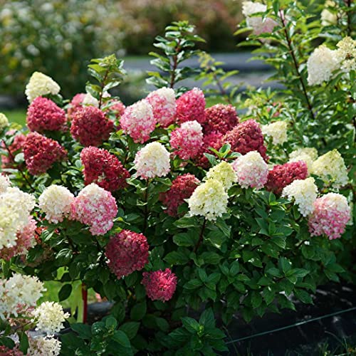 Little Lime Punch™ – Panicle Hydrangea – Proven Winners – 4″ Pot | The Storepaperoomates Retail Market - Fast Affordable Shopping