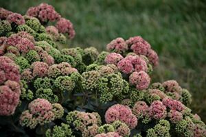 Proven Winners 0.65 Gal, Rock ‘N Grow ‘Coraljade’ Stonecrop (Sedum), Live Plant, Pink Flowers & Green Foliage, SEDPWP1127103