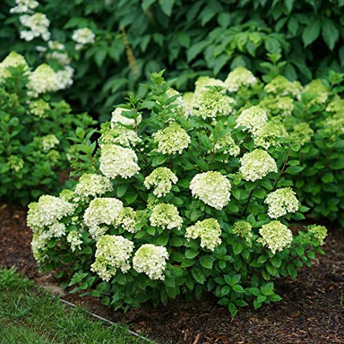 Little Lime Punch™ – Panicle Hydrangea – Proven Winners – 4″ Pot | The Storepaperoomates Retail Market - Fast Affordable Shopping