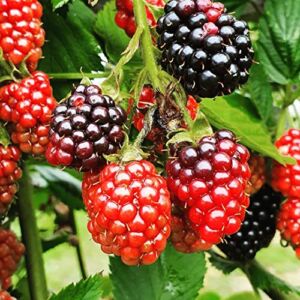 TriStar Plants- TripleCrown BlackBerry Bush Thornless -1 Quart – NO Ship California, Healthy Established Roots, Thornless Blackberries, BlackBerry Pie, BlackBerry Jam BlackBerry Plant