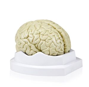 Walter Products B10401-3 Human Brain Model, Life Size, 3 Parts, 6 x 5 x 7.5 Inches