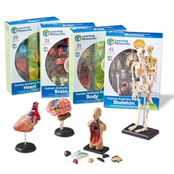 Learning Resources Anatomy Models Bundle Set – 4 STEM Anatomy Demonstration Tools, Ages 8+ Classroom Demonstration Tools, Teacher Supplies | The Storepaperoomates Retail Market - Fast Affordable Shopping