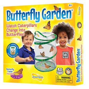 Insect Lore – Butterfly Growing Kit – With Voucher to Redeem Caterpillars Later