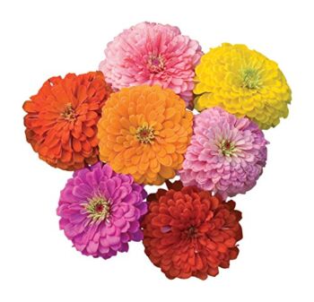 Burpee Giant Flowered Mixed Colors Zinnia Seeds 375 seeds | The Storepaperoomates Retail Market - Fast Affordable Shopping