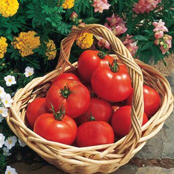 Burpee ‘Early Girl’ Hybrid | Red Slicing Tomato | Rich Flavor & Aroma | 125 Seeds | The Storepaperoomates Retail Market - Fast Affordable Shopping