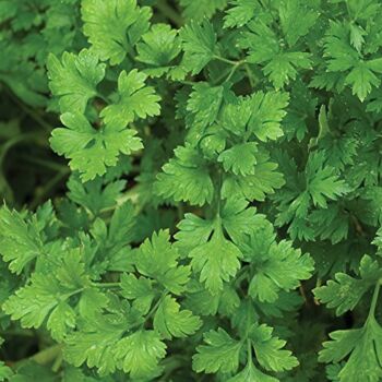 Burpee Italian Flat (Organic) Parsley Seeds 100 seeds | The Storepaperoomates Retail Market - Fast Affordable Shopping