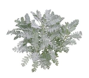 Burpee Silver Lace Dusty Miller Seeds 100 seeds