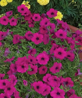 Burpee Purple Wave Petunia Seeds 15 pelleted | The Storepaperoomates Retail Market - Fast Affordable Shopping
