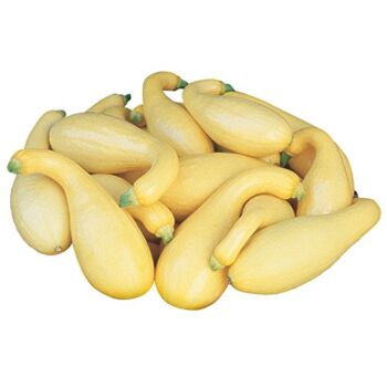 Burpee Pic-n-Pic Summer Squash Seeds 65 seeds | The Storepaperoomates Retail Market - Fast Affordable Shopping