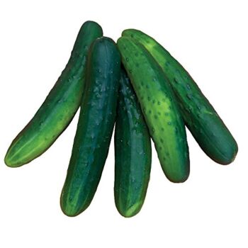 Burpee Salad Bush Slicing Cucumber Seeds 30 seeds | The Storepaperoomates Retail Market - Fast Affordable Shopping