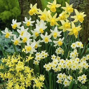 Daffodil Bulbs- Fragrant Mix, Large Bulb Size! 14-16 cm, Perennial, (10)