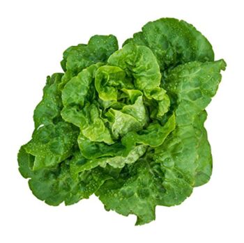 Burpee Buttercrunch Hybrid (Organic) Lettuce Seeds 1100 seeds | The Storepaperoomates Retail Market - Fast Affordable Shopping