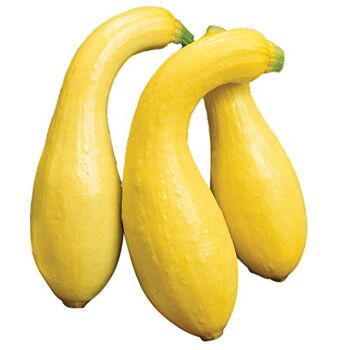 Burpee Early Summer Crookneck (Heirloom) Summer Squash Seeds 50 seeds | The Storepaperoomates Retail Market - Fast Affordable Shopping