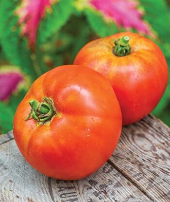 Burpee Better Boy Hybrid Large Slicing Red Variety Non-GMO Vegetable Planting | Disease-Resistant Tomato for Garden, 30 Seeds | The Storepaperoomates Retail Market - Fast Affordable Shopping