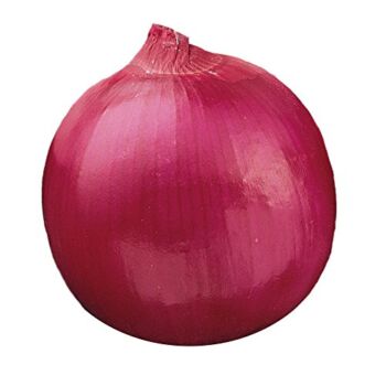 Burpee Red Creole Onion Seeds 300 seeds | The Storepaperoomates Retail Market - Fast Affordable Shopping