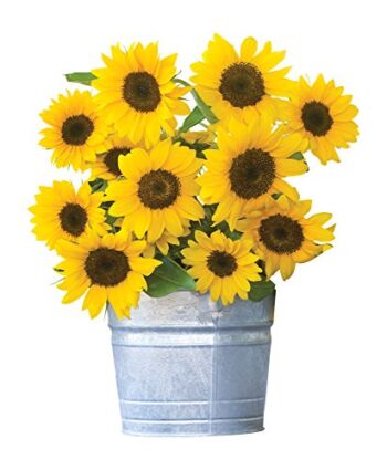 Burpee Sunny Bunch Sunflower Seeds 25 seeds | The Storepaperoomates Retail Market - Fast Affordable Shopping