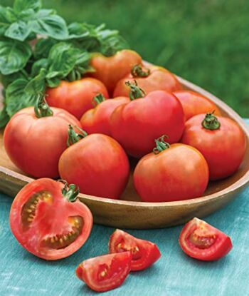 Burpee Early Girl Tomato Seeds 50 seeds | The Storepaperoomates Retail Market - Fast Affordable Shopping