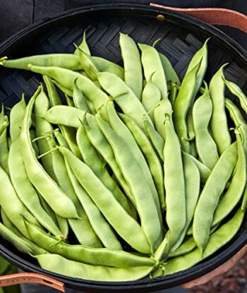 Burpee Early Italian Bush Bean Seeds 2 ounces of seed | The Storepaperoomates Retail Market - Fast Affordable Shopping