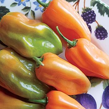 Burpee Habanero Hot Pepper Seeds 75 seeds | The Storepaperoomates Retail Market - Fast Affordable Shopping