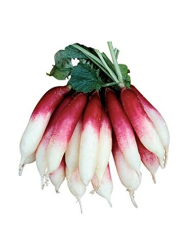 Burpee Fire ‘n Ice Radish Seeds 300 seeds | The Storepaperoomates Retail Market - Fast Affordable Shopping