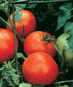 Burpee Celebrity’ Hybrid | Slicing Red Tomato | Disease-Resistant, 35 Seeds