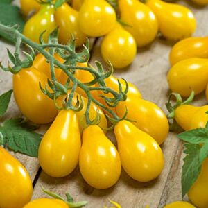 Burpee ‘Yellow Pear’ Heirloom | Yellow Pear Tomato | 150 Seeds