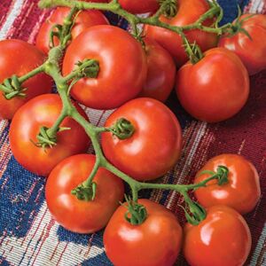 Burpee ‘Fourth of July’ Hybrid | Red Slicing Tomato | 50 Seeds