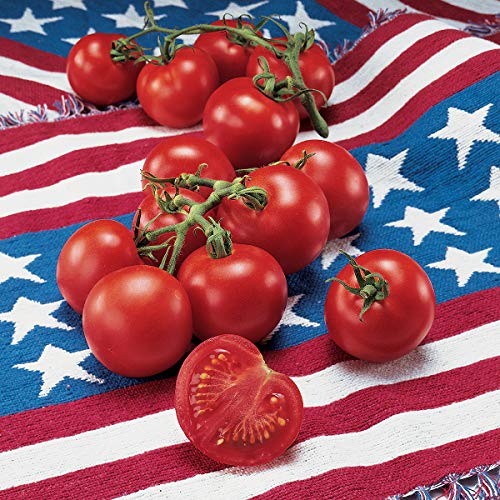 Burpee ‘Fourth of July’ Hybrid | Red Slicing Tomato | 50 Seeds | The Storepaperoomates Retail Market - Fast Affordable Shopping