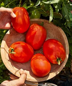 Burpee Exclusive ‘SuperSauce’ Hybrid 25 Non-GMO Large Red Sauce & Paste Tomato Variety | Vegetable Seeds for Planting Home Garden