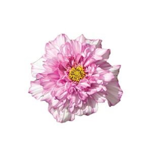 Burpee Double Click Bicolor Pink Cosmos Seeds 50 seeds