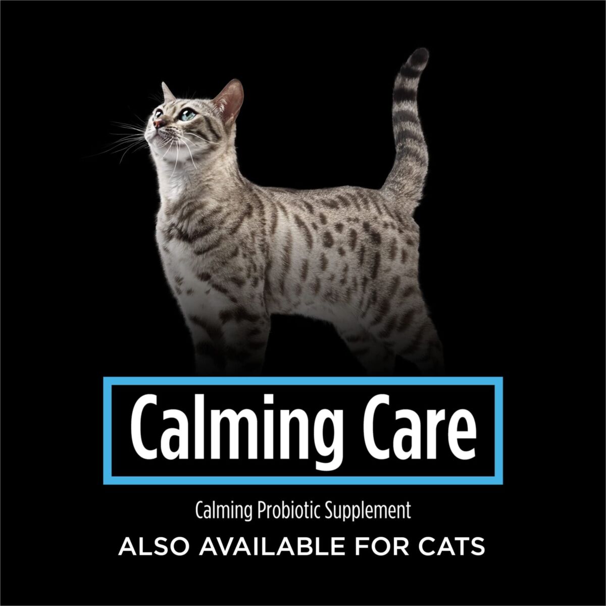 Purina Pro Plan Veterinary Supplements Calming Care Canine Formula Dog Supplements | The Storepaperoomates Retail Market - Fast Affordable Shopping
