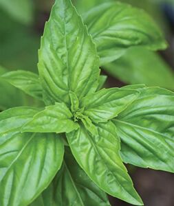 Burpee Sweet Non-GMO Planting | Grow Fresh Herb in Home Garden | Classic Basil Variety for Italian Cooking, 500 Seeds