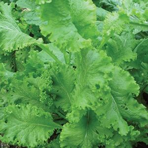 Burpee Southern Giant Curled Mustard Seeds 500 seeds