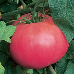 Burpee Brandywine Pink Tomato Seeds 90 seeds