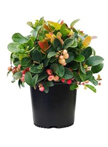 Gaultheria procumbens (Wintergreen) Evergreen, white flowers with red fruit, #1 – Size Container