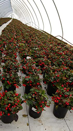 Gaultheria procumbens (Wintergreen) Evergreen, white flowers with red fruit, #1 – Size Container | The Storepaperoomates Retail Market - Fast Affordable Shopping