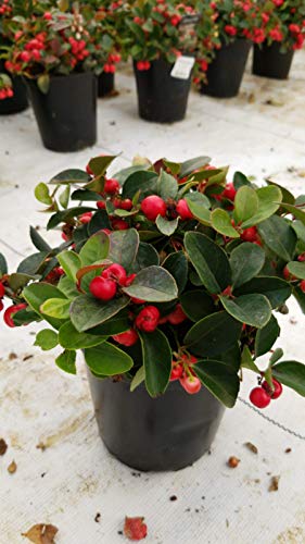 Gaultheria procumbens (Wintergreen) Evergreen, white flowers with red fruit, #1 – Size Container | The Storepaperoomates Retail Market - Fast Affordable Shopping